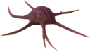 Aster Bloom Core