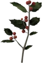 Chokeberry