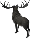 Deer