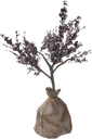 Eldergleam Sapling