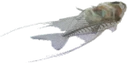Glassfish