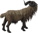 Goat