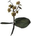 Gold Kanet