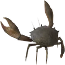Juvenile Mudcrab