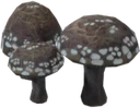 Luminous Russula