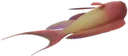 Lyretail Anthias