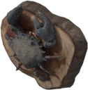 Mounted Mudcrab