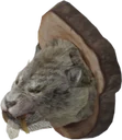 Mounted Snowy Sabre Cat Head