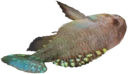 Pearlfish