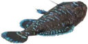 Pygmy Sunfish