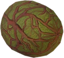 Red Kelp Gas Bladder