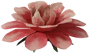 Redwort Flower