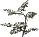 Roobrush