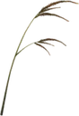 Saltrice