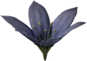Stoneflower Petals